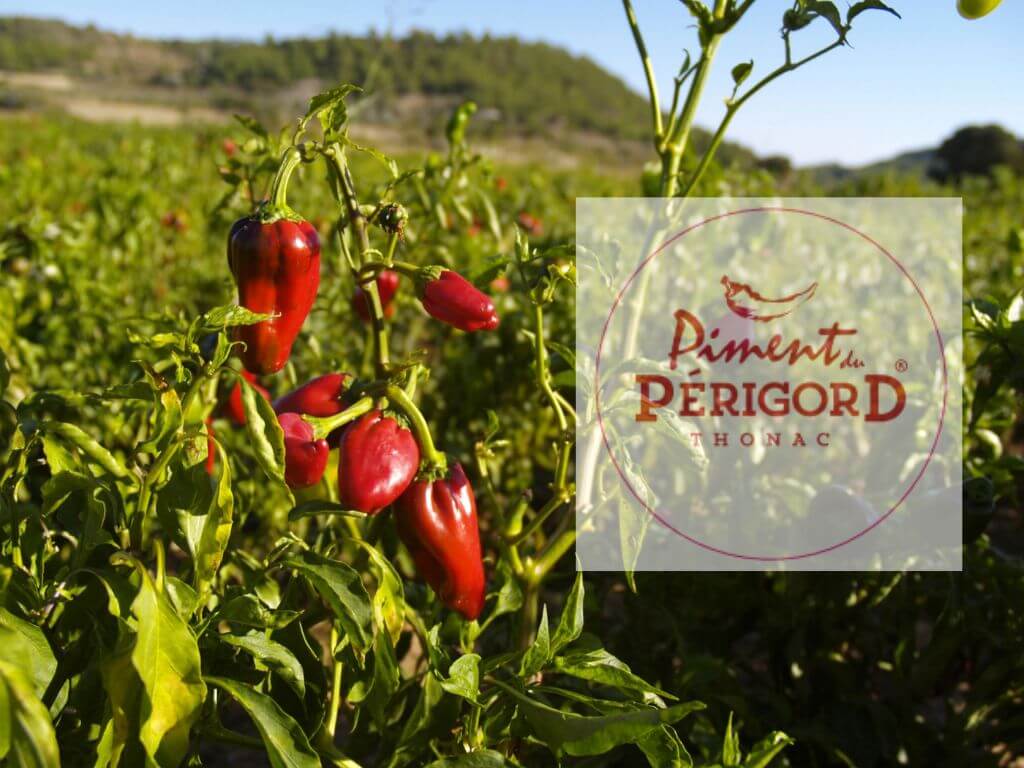 Bannière Piment du Périgord 2024 - Page accueil